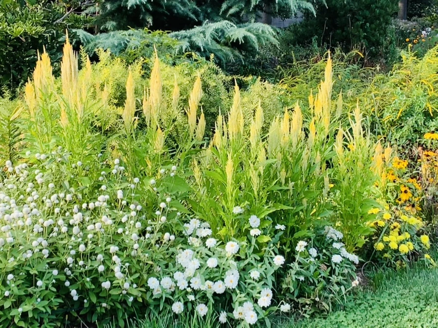 IMG_1232.jpg?type=w966