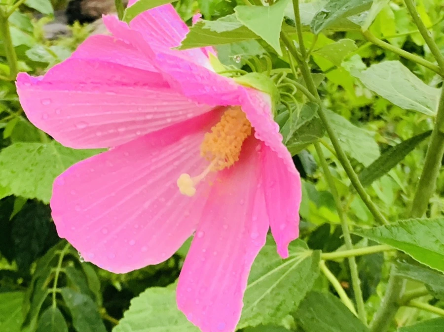 IMG_0784.jpg?type=w966