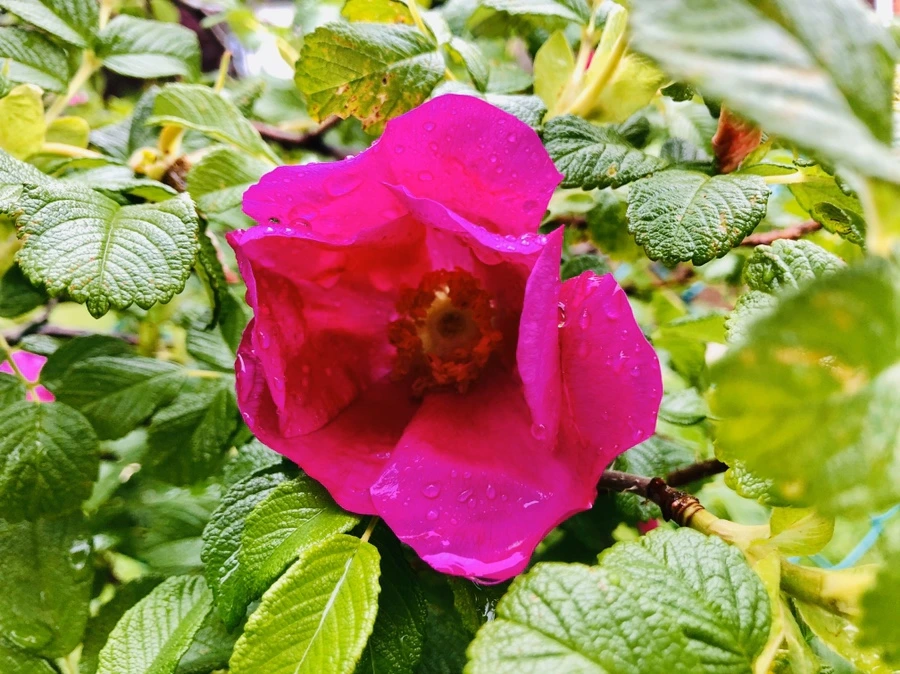 IMG_7381.jpg?type=w966