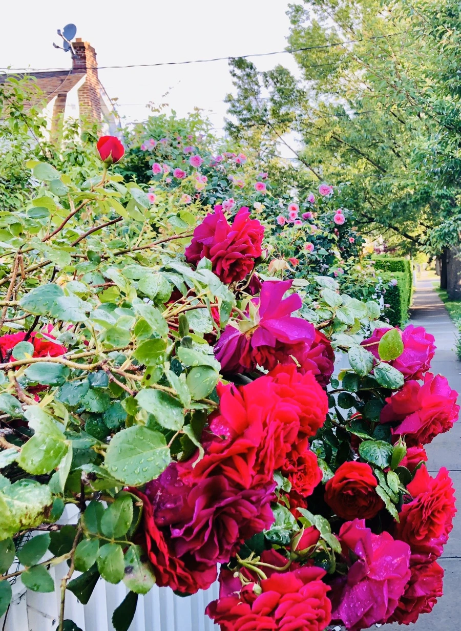 IMG_8019.jpg?type=w966