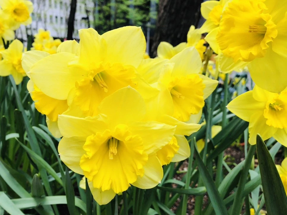 IMG_2601.jpg?type=w966