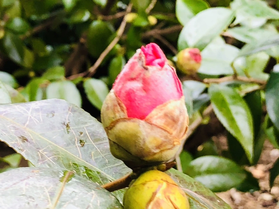 IMG_8597.jpg?type=w966