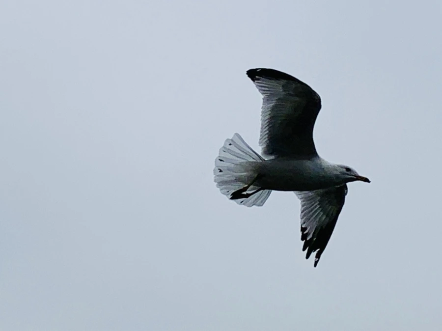 IMG_3866.jpg?type=w966