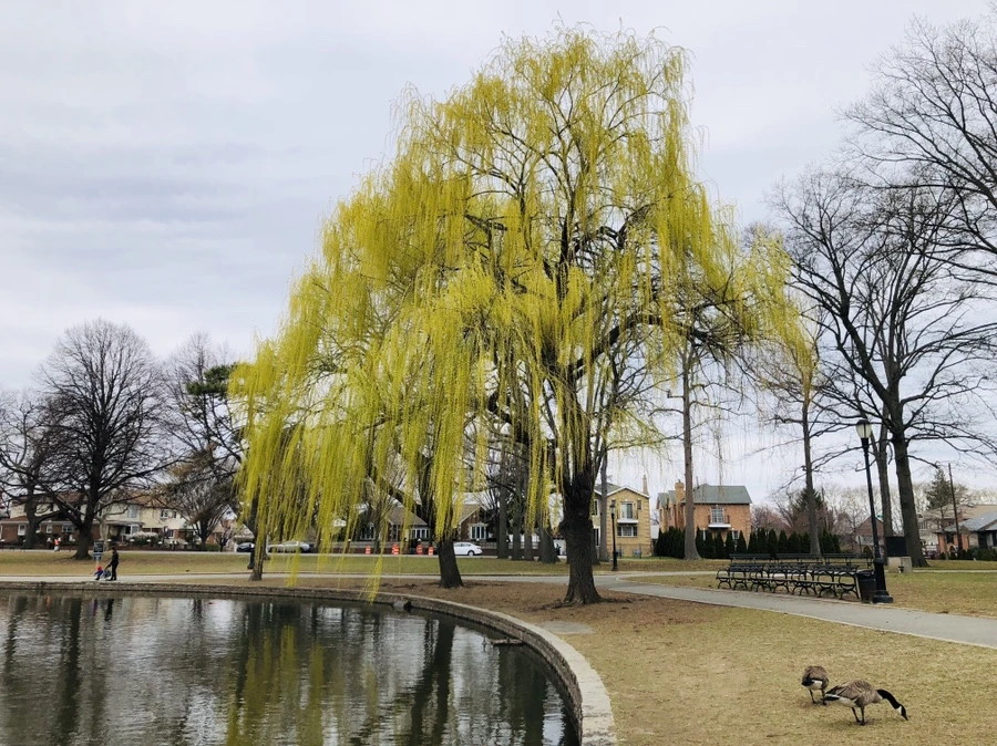 IMG_2755.jpg?type=w966