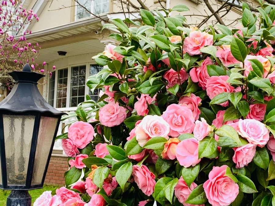 IMG_1411.jpg?type=w966