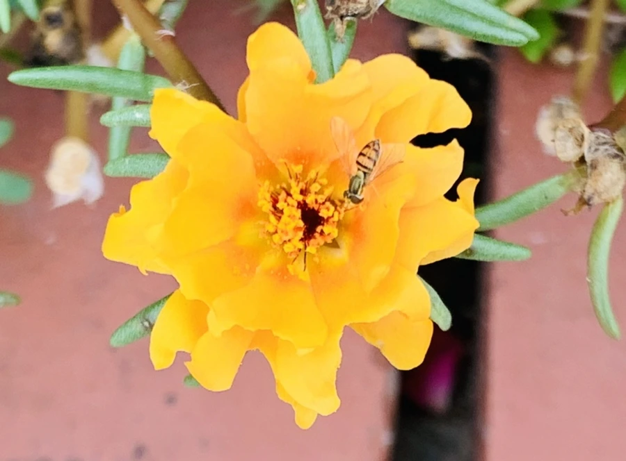 IMG_5915.jpg?type=w966