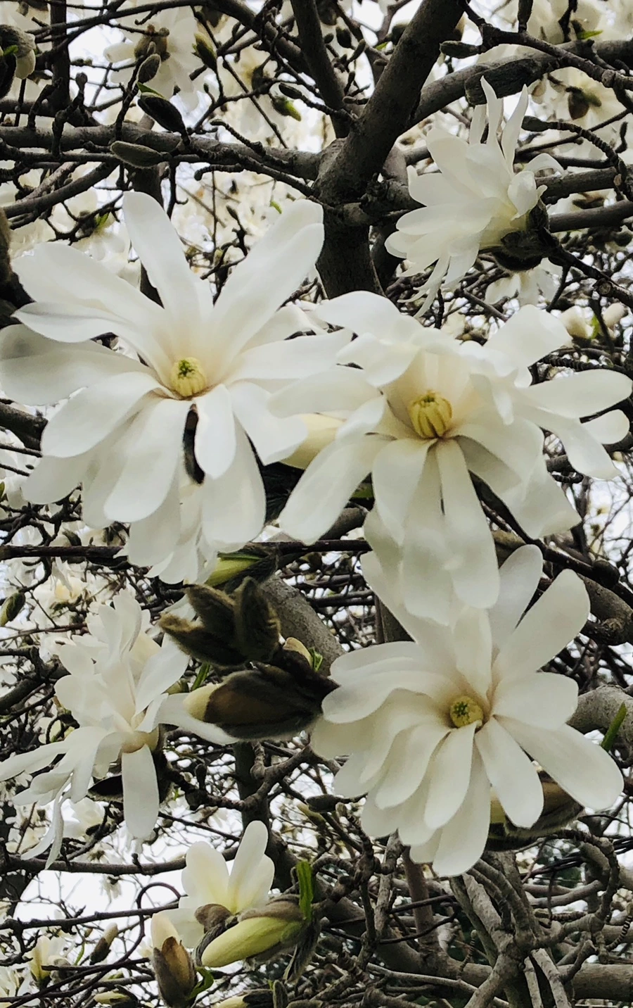 IMG_2577.jpg?type=w966