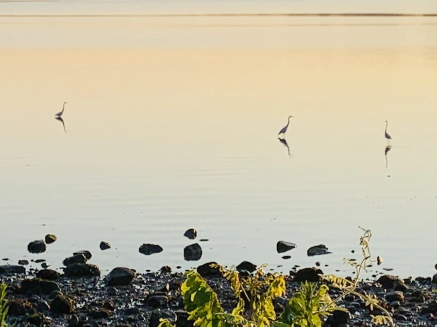 IMG_7271.jpg?type=w966