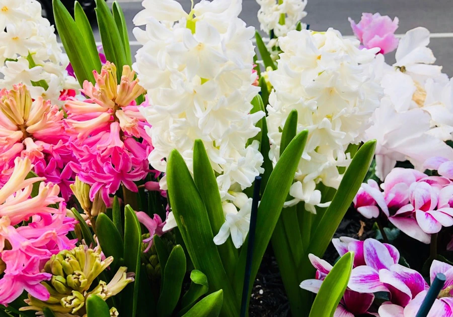 IMG_4256.jpg?type=w966