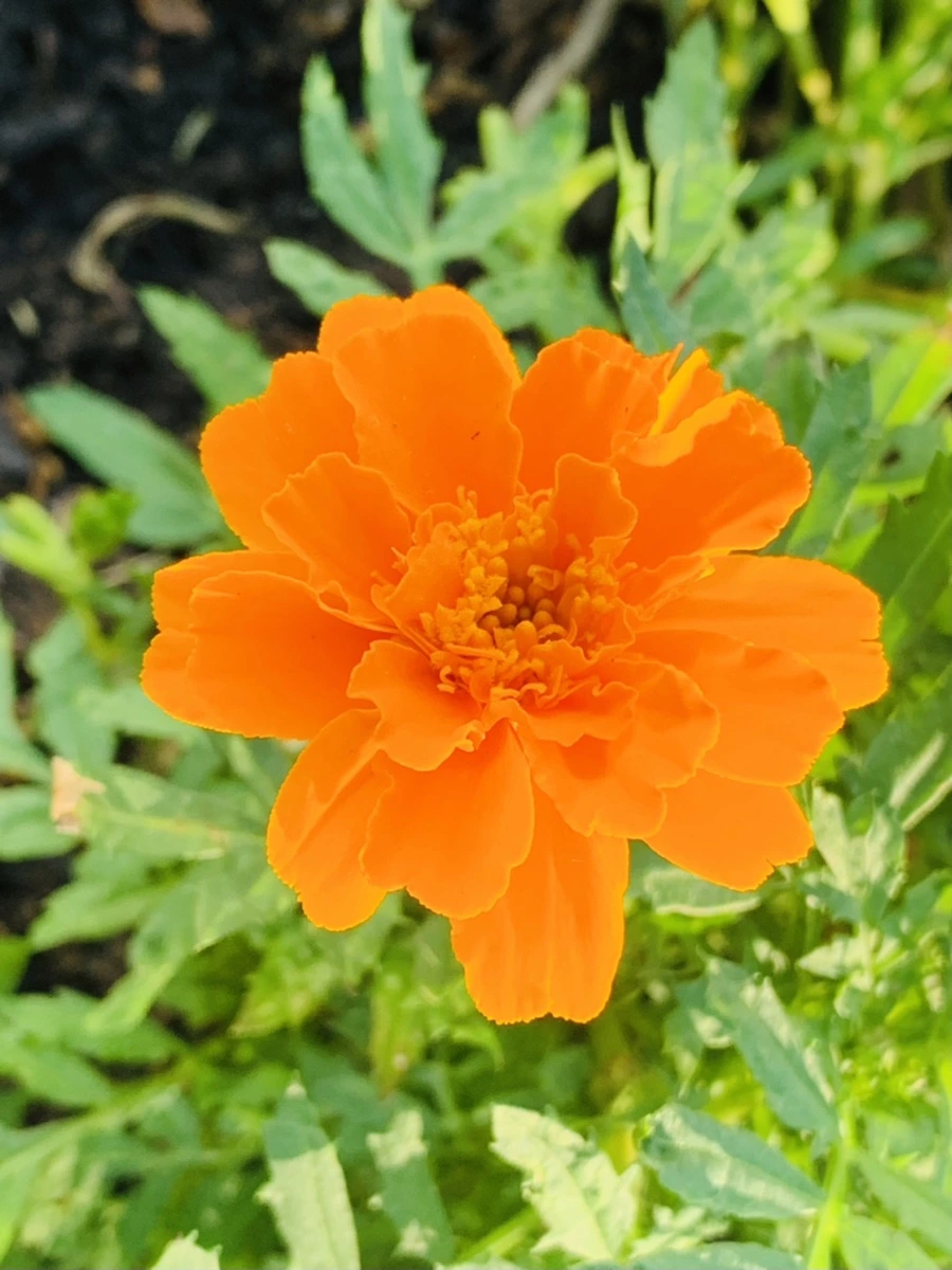 IMG_4842.jpg?type=w966