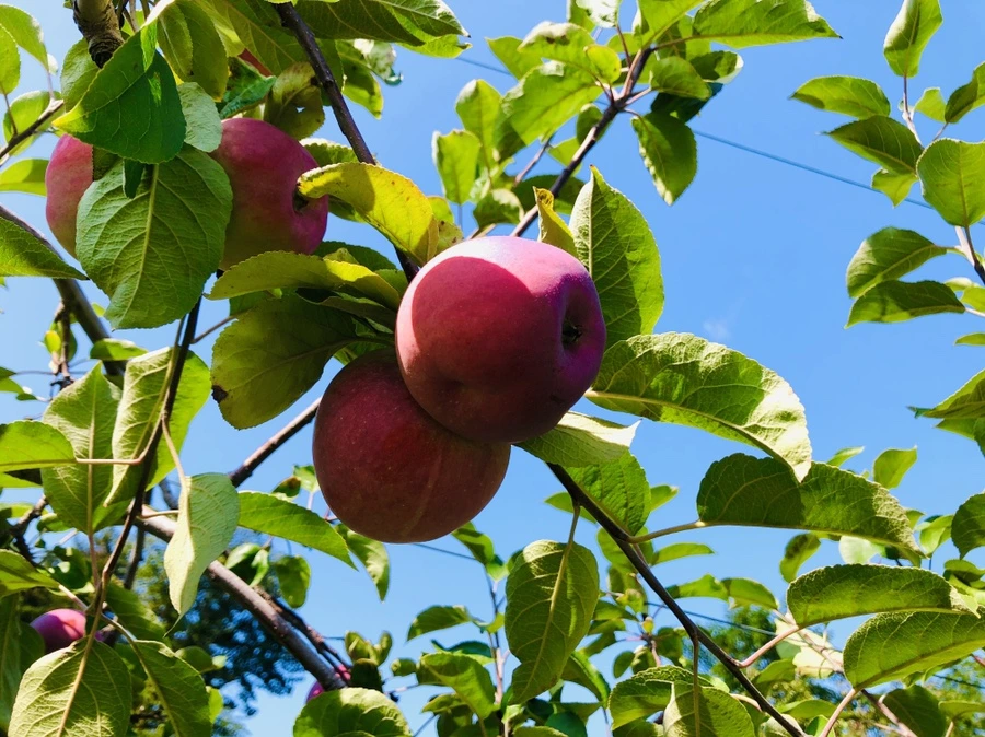 IMG_0752.jpg?type=w966