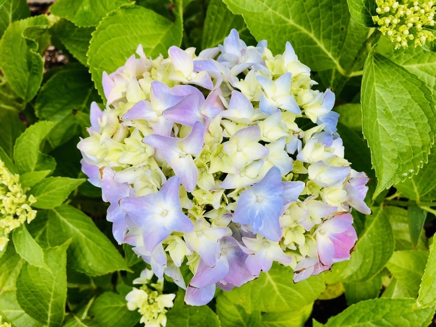 IMG_8743.jpg?type=w966