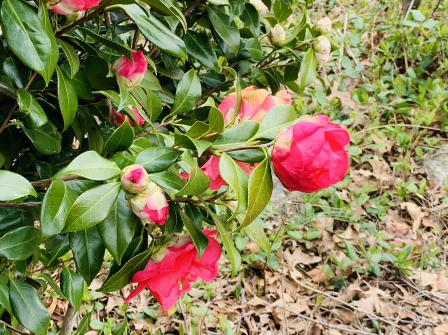 IMG_6669.jpg?type=w966