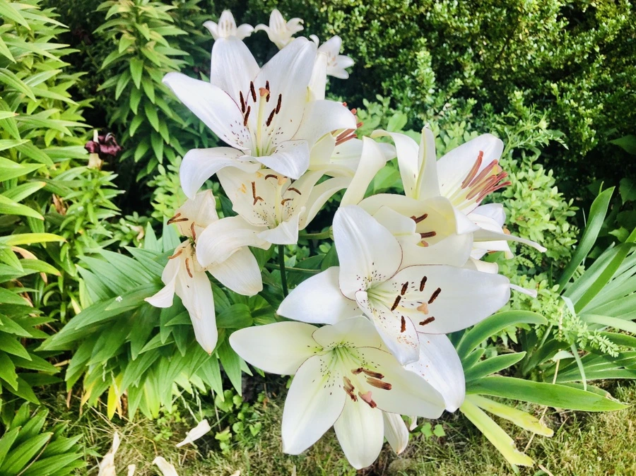 IMG_0711.jpg?type=w966