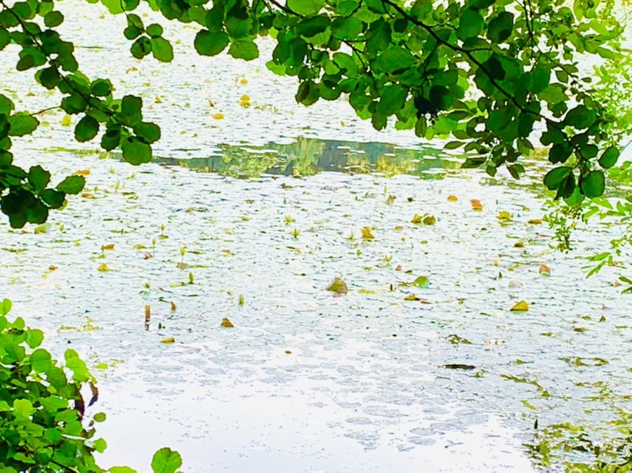 IMG_4318.jpg?type=w966