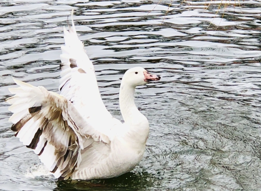 IMG_6137.jpg?type=w966