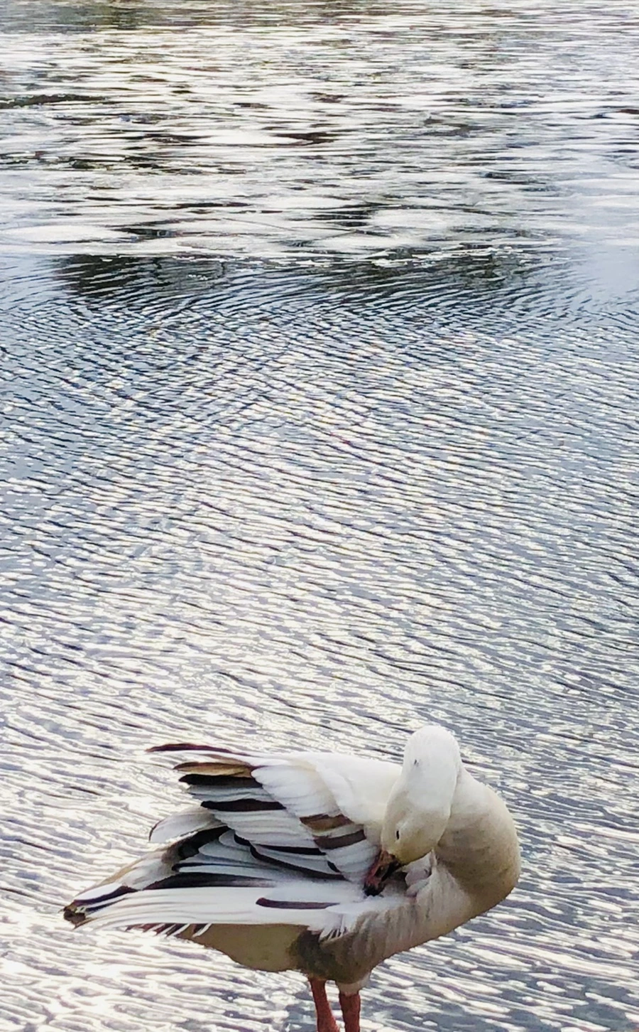 IMG_5081.jpg?type=w966