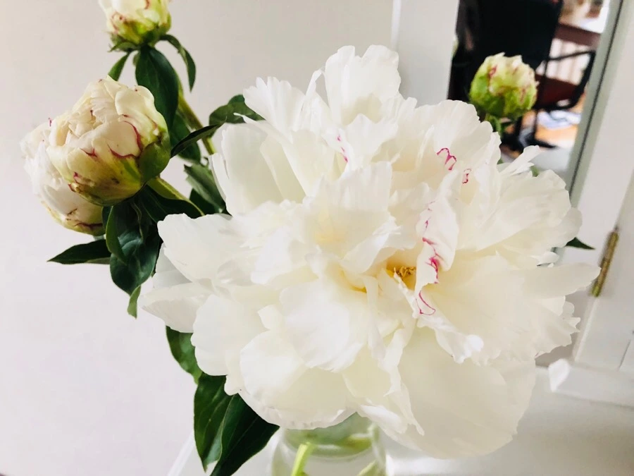 IMG_6147.jpg?type=w966