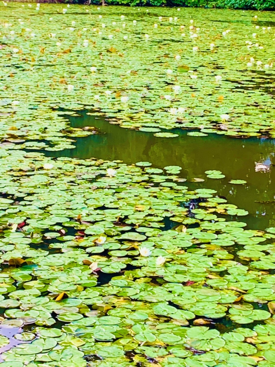 IMG_5863.jpg?type=w966