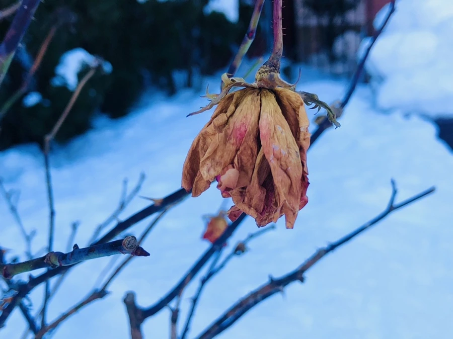 IMG_1372.jpg?type=w966