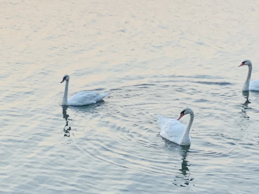 IMG_2318.jpg?type=w966