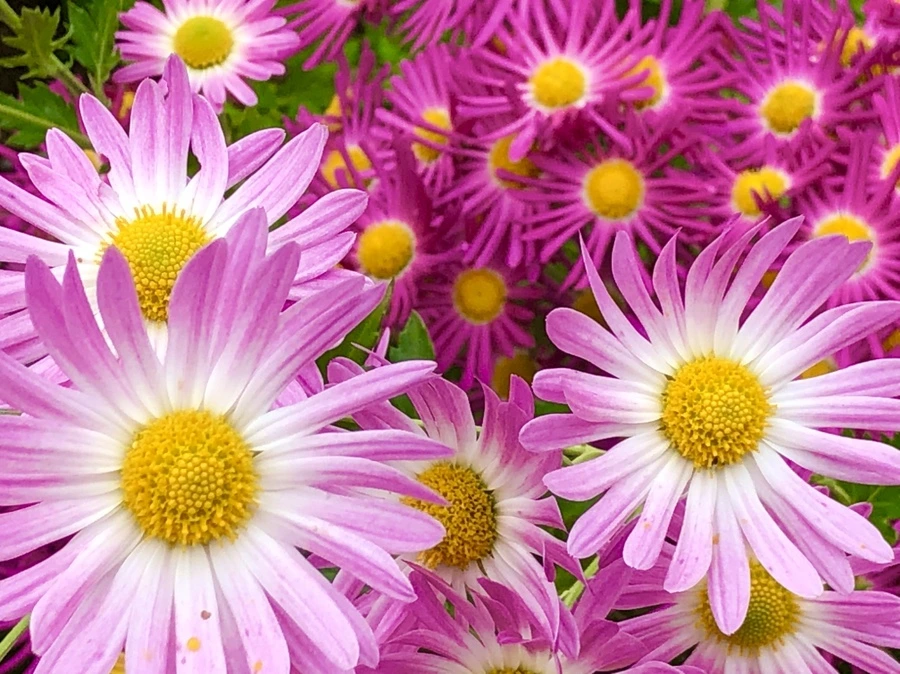 IMG_2621.jpg?type=w966