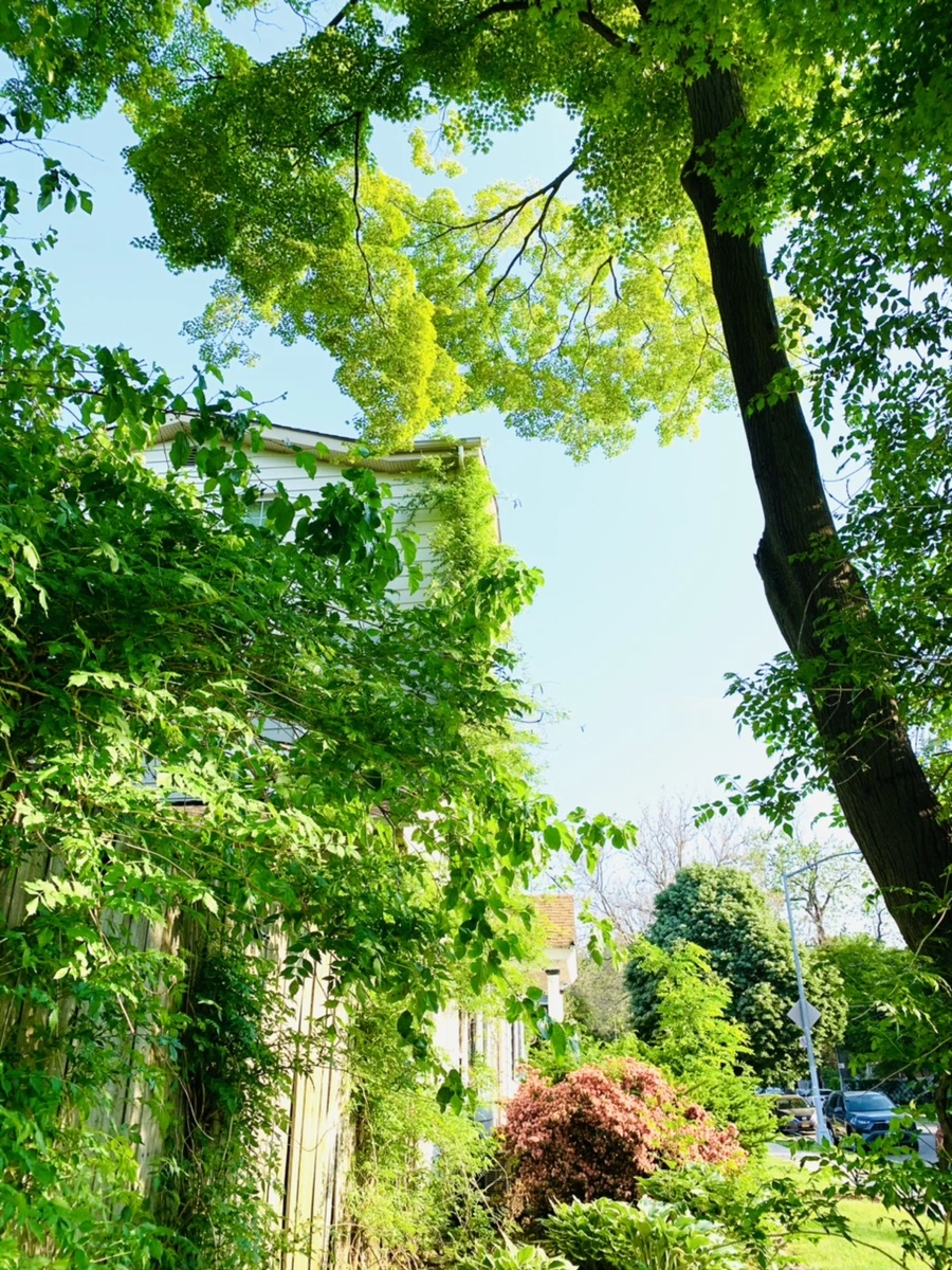 IMG_4078.jpg?type=w966