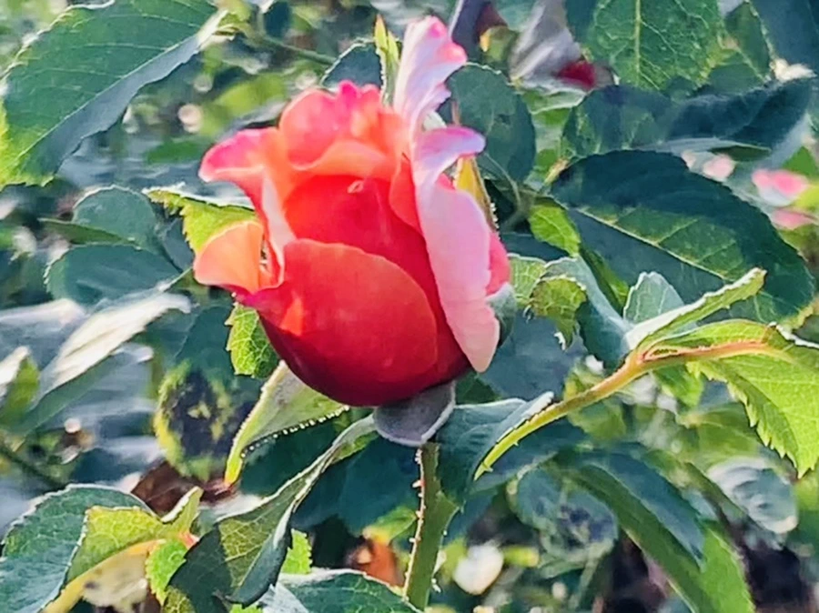 IMG_1226.jpg?type=w966