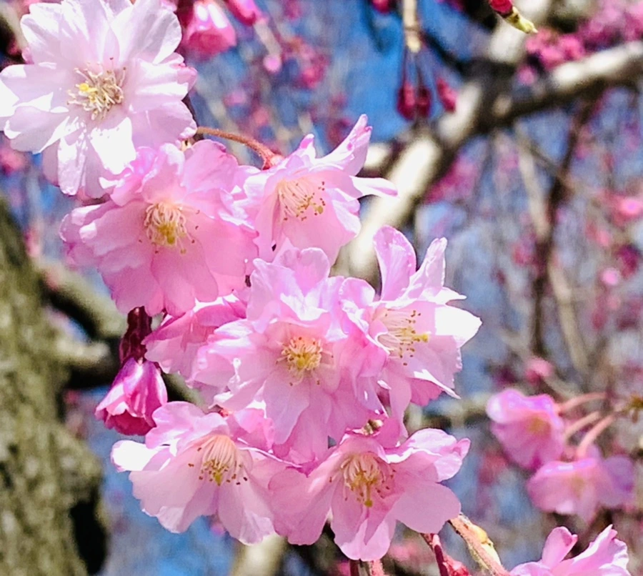 IMG_8316.jpg?type=w966