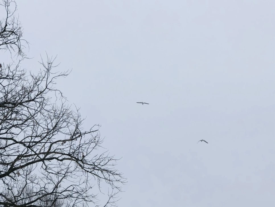 IMG_2718.jpg?type=w966