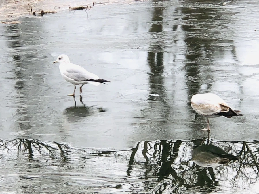 IMG_8996.jpg?type=w966