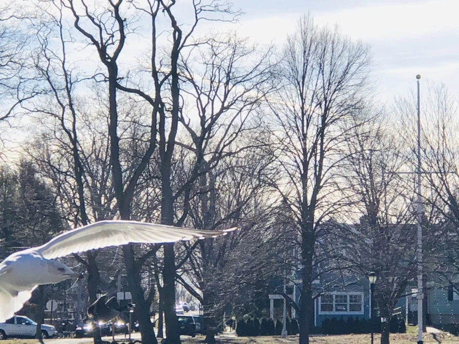 IMG_5341.jpg?type=w966