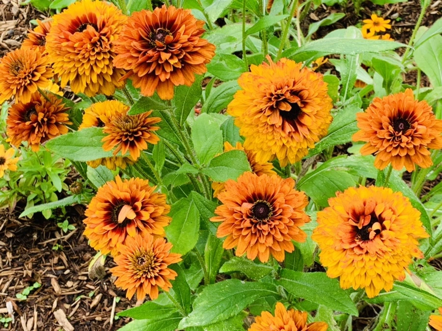 IMG_0402.jpg?type=w966