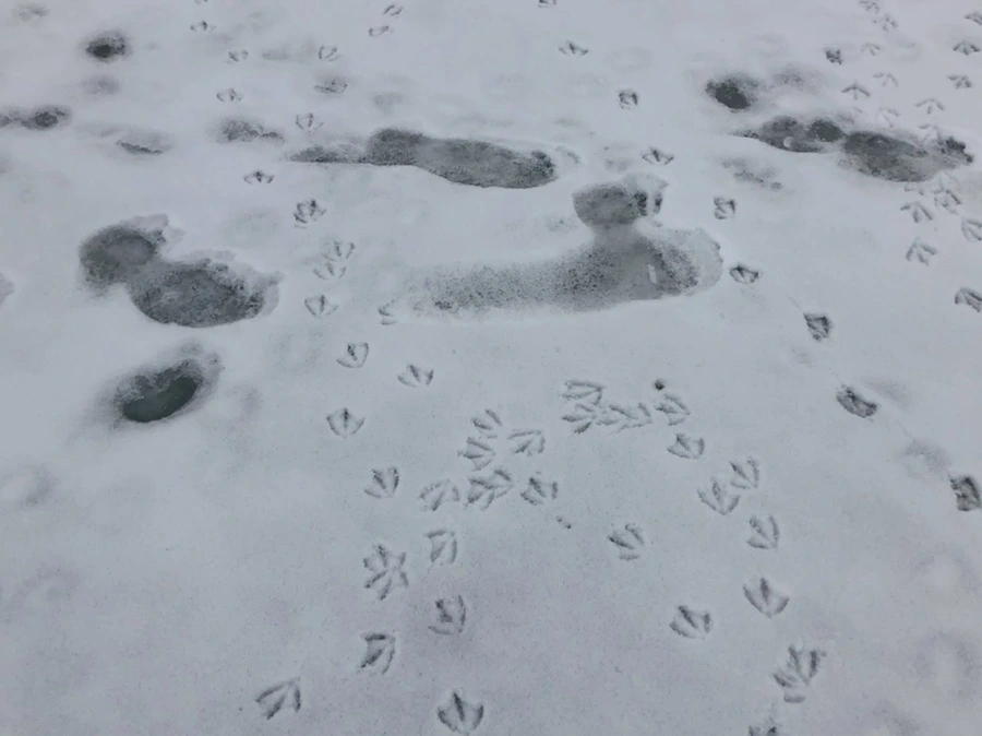 IMG_2573.jpg?type=w966