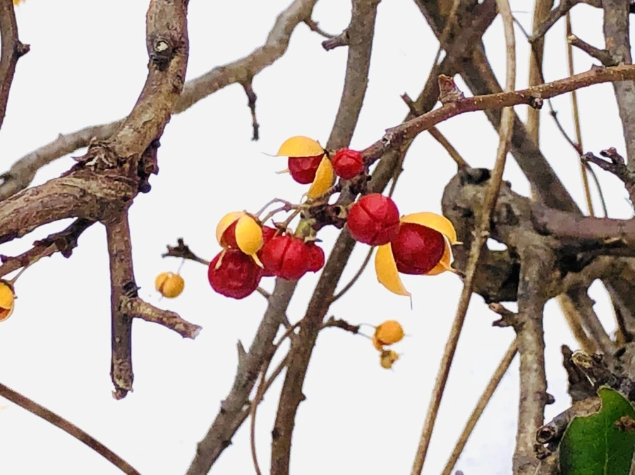 IMG_7589.jpg?type=w966