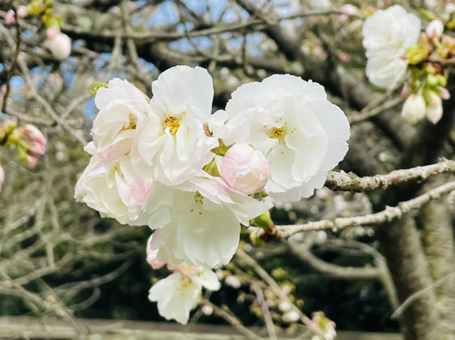 IMG_0440.jpg?type=w966