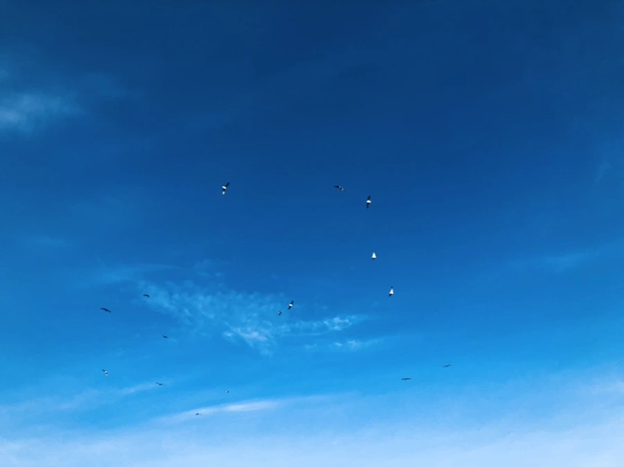 IMG_2537.jpg?type=w966