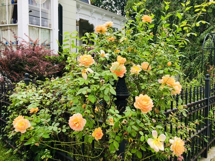 IMG_8668.jpg?type=w966