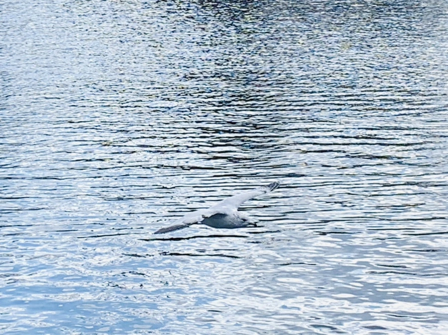 IMG_7390.jpg?type=w966