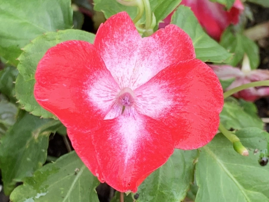 IMG_9044.jpg?type=w966