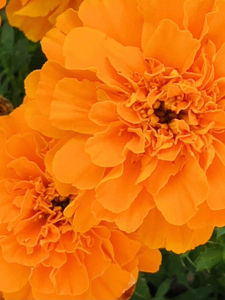 IMG_8356.jpg?type=w966