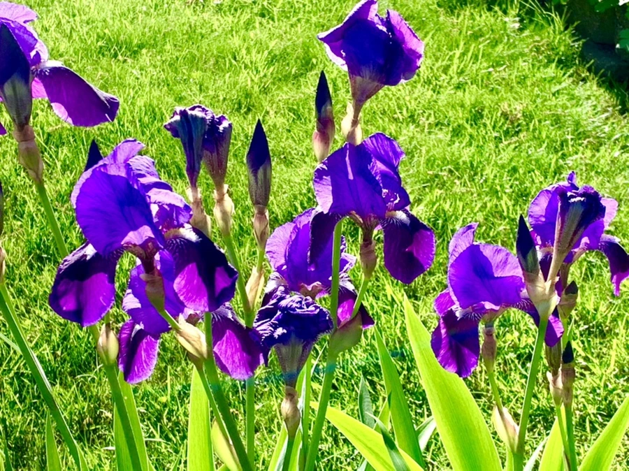 IMG_2035.jpg?type=w966