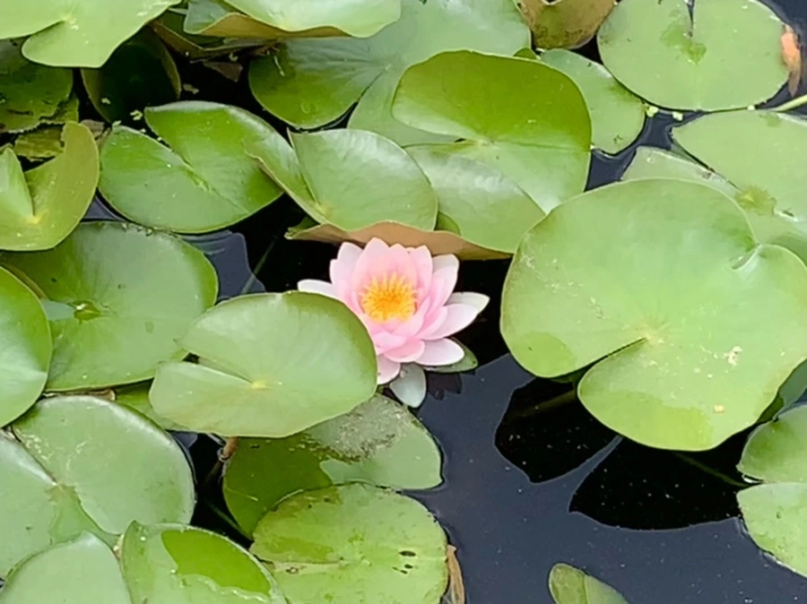 IMG_8391.jpg?type=w966