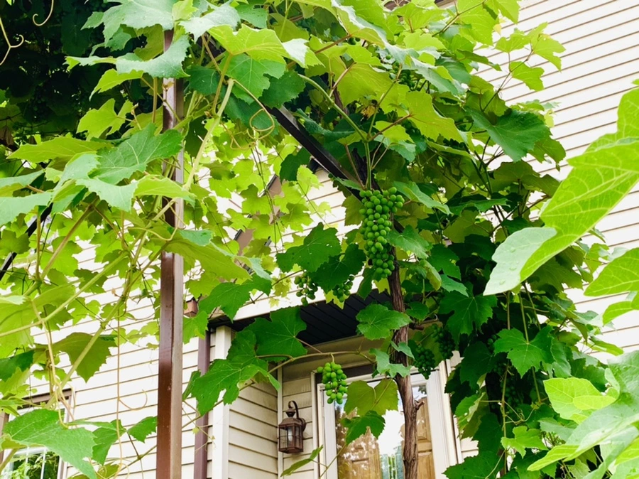 IMG_9065.jpg?type=w966