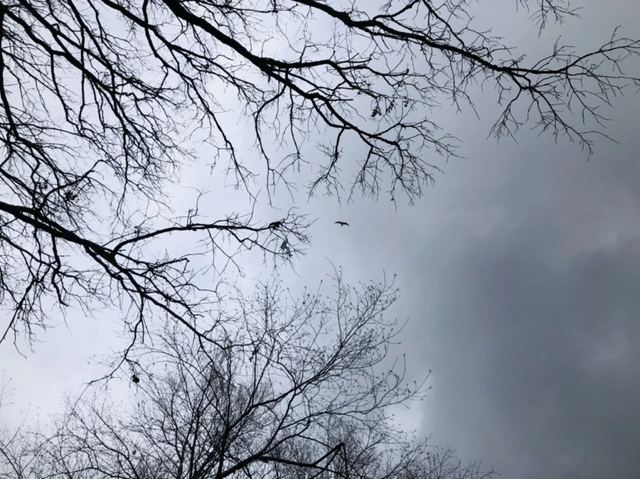 IMG_3449.jpg?type=w966