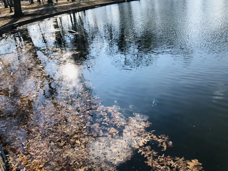 IMG_4109.jpg?type=w966