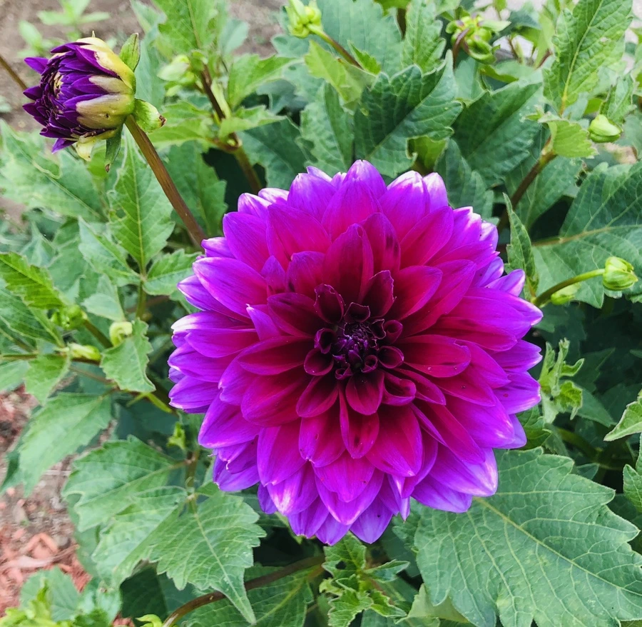 IMG_9610.jpg?type=w966