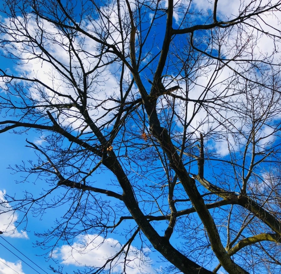 IMG_5194.jpg?type=w966