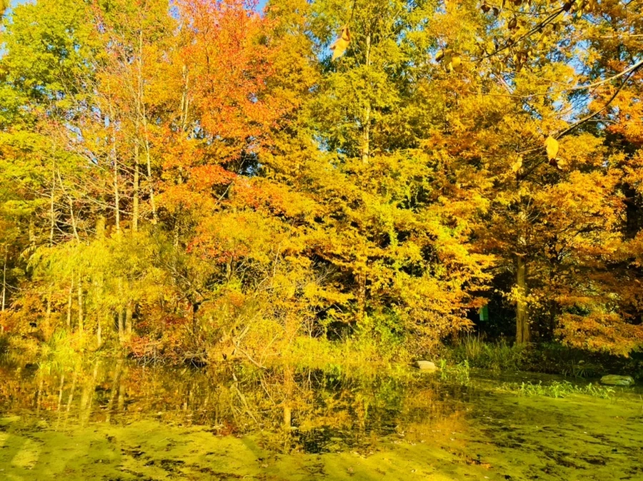 IMG_1805.jpg?type=w966