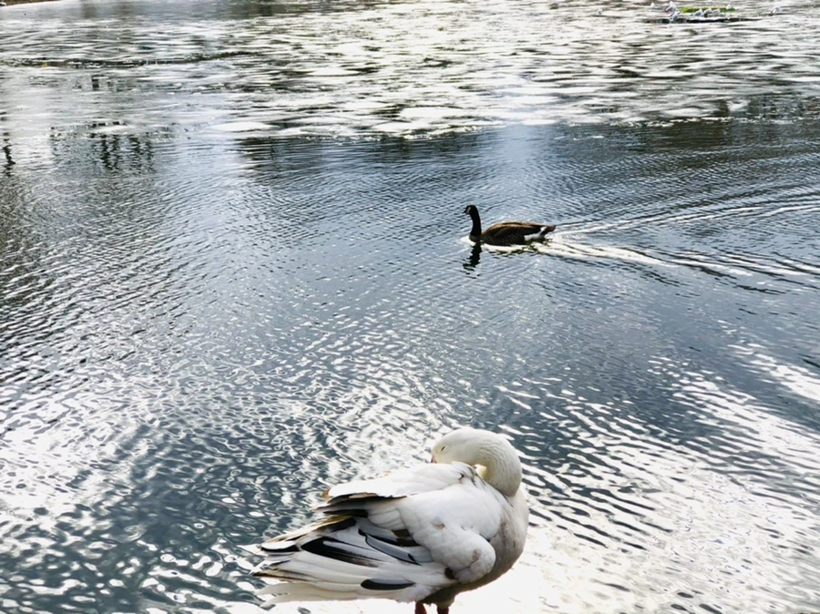 IMG_5107.jpg?type=w966